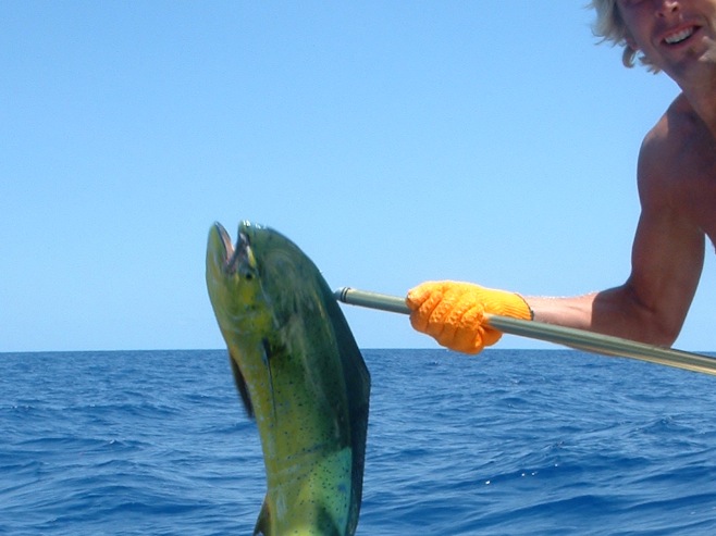 BAH Grt Inagua Mahi Mahi.JPG (120864 bytes)